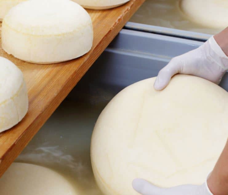 cheese making with SMP